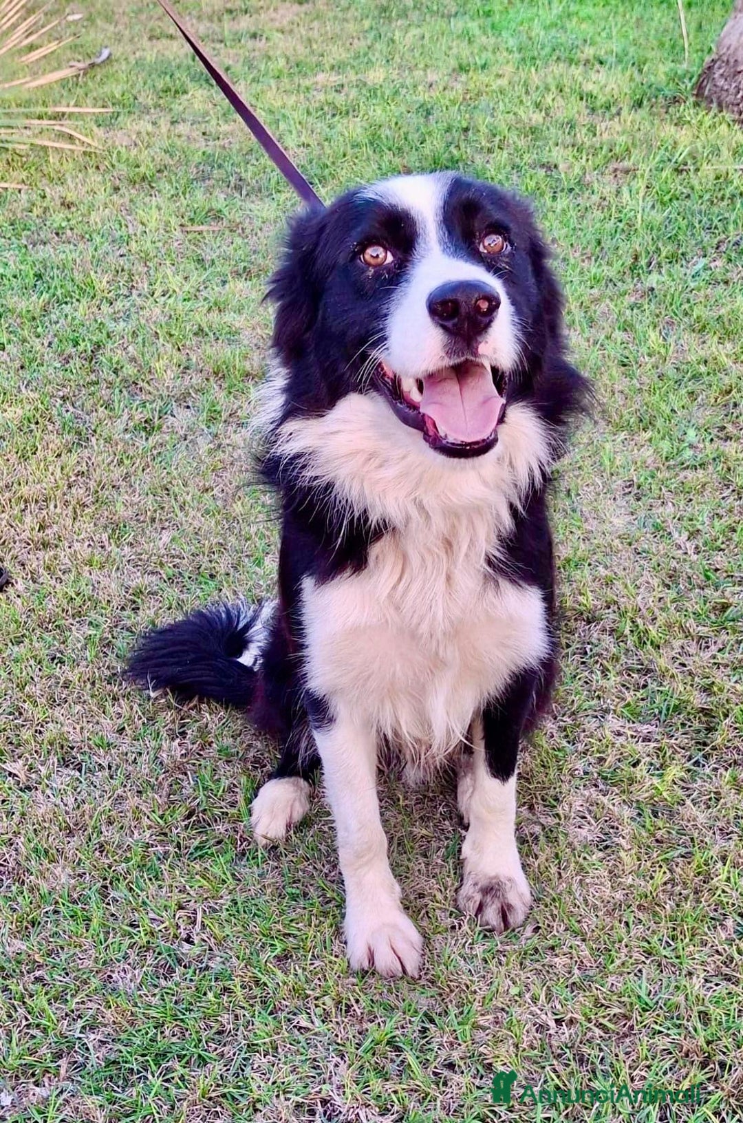 Border Collie cani in regalo: GIOTTO 💙 -abbandonato, dagli un’altra possibilità - Annuncio 5
