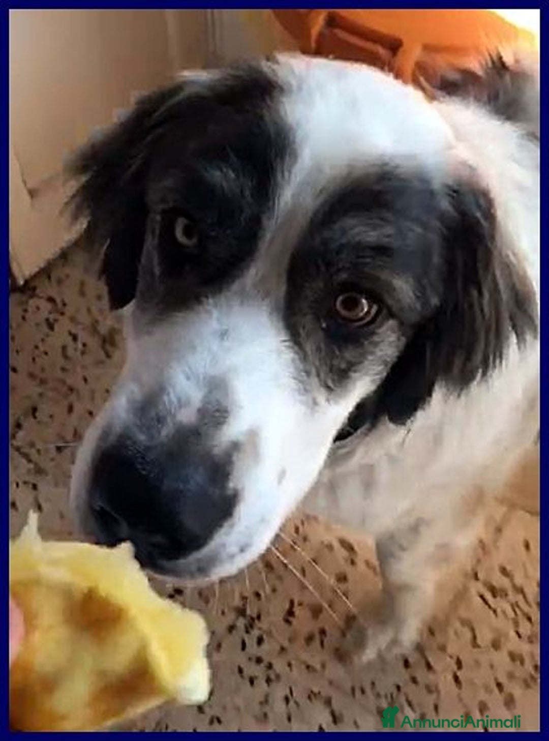 Meticcio cani in regalo: GGG 5anni dolcissimo coccolone! tg grande - Annuncio 6