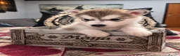 Alaskan Malamute cani in vendita: CUCCIOLI DI ALASKAN MALAMUTE ROMA - Annuncio 9