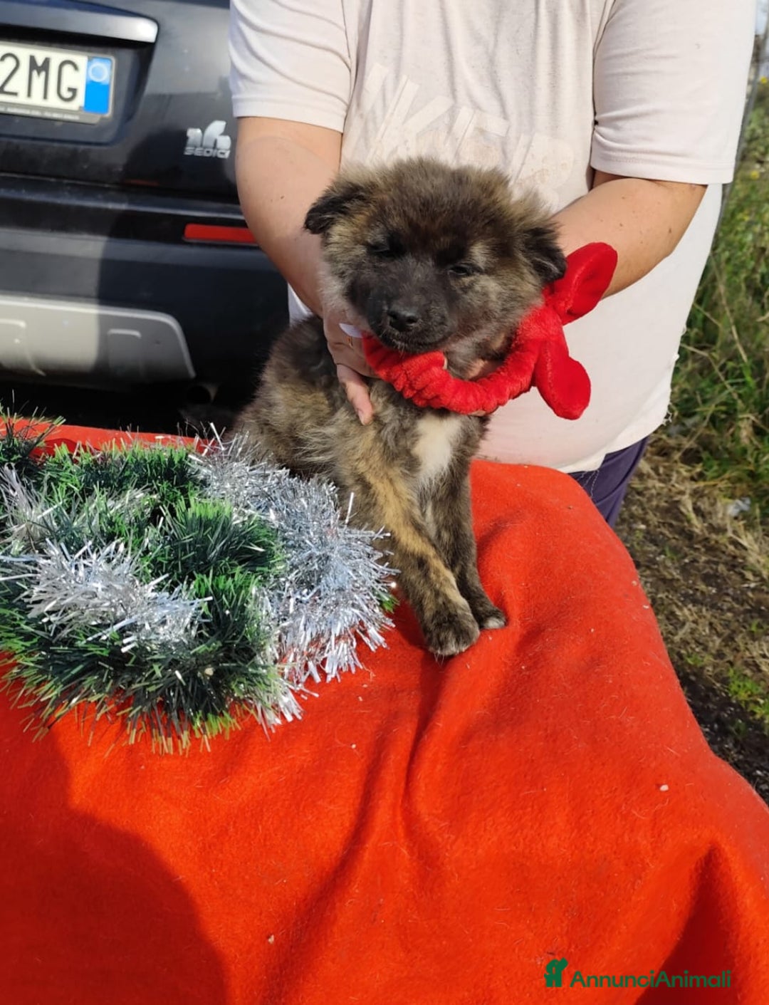 Meticcio cani in regalo: GEORGI cucciola 3 mesi taglia piccola - Annuncio 12
