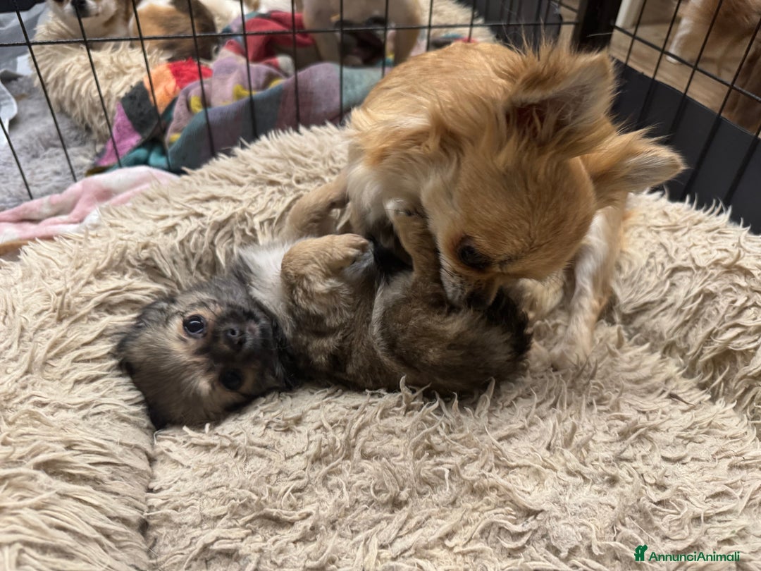 Chihuahua cani in vendita: Cucciola chihuahua pelo lungo lilac - Annuncio 7