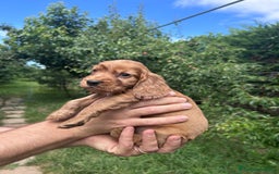 Cocker cani in vendita: Cuccioli Cocker a Provincia di Bergamo - Immagine 3