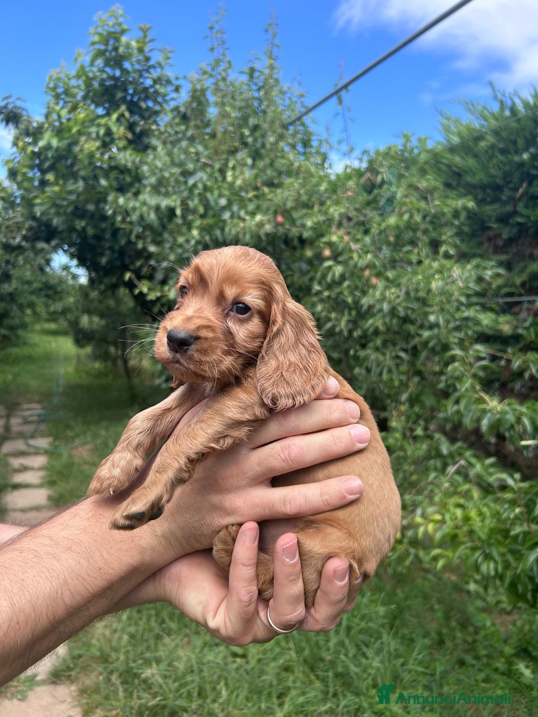 Cocker cani in vendita: Cuccioli Cocker a Provincia di Bergamo - Immagine 3
