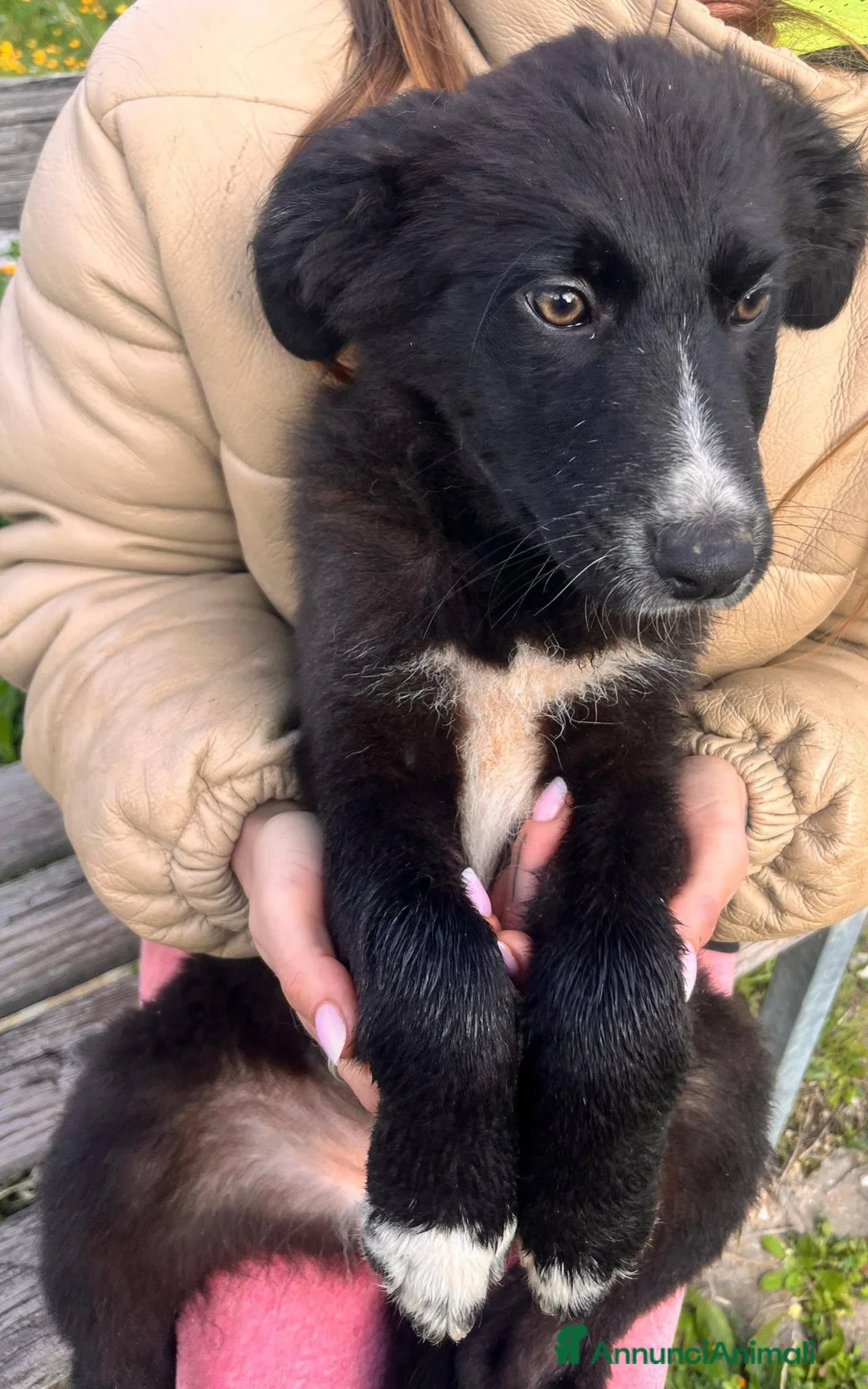 Meticcio cani in regalo: Cuccioli irresistibili in adozione - Annuncio 22