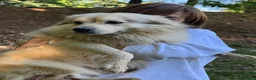 Meticcio cani in regalo: yorgo, un tenero pelosetto - Annuncio 7