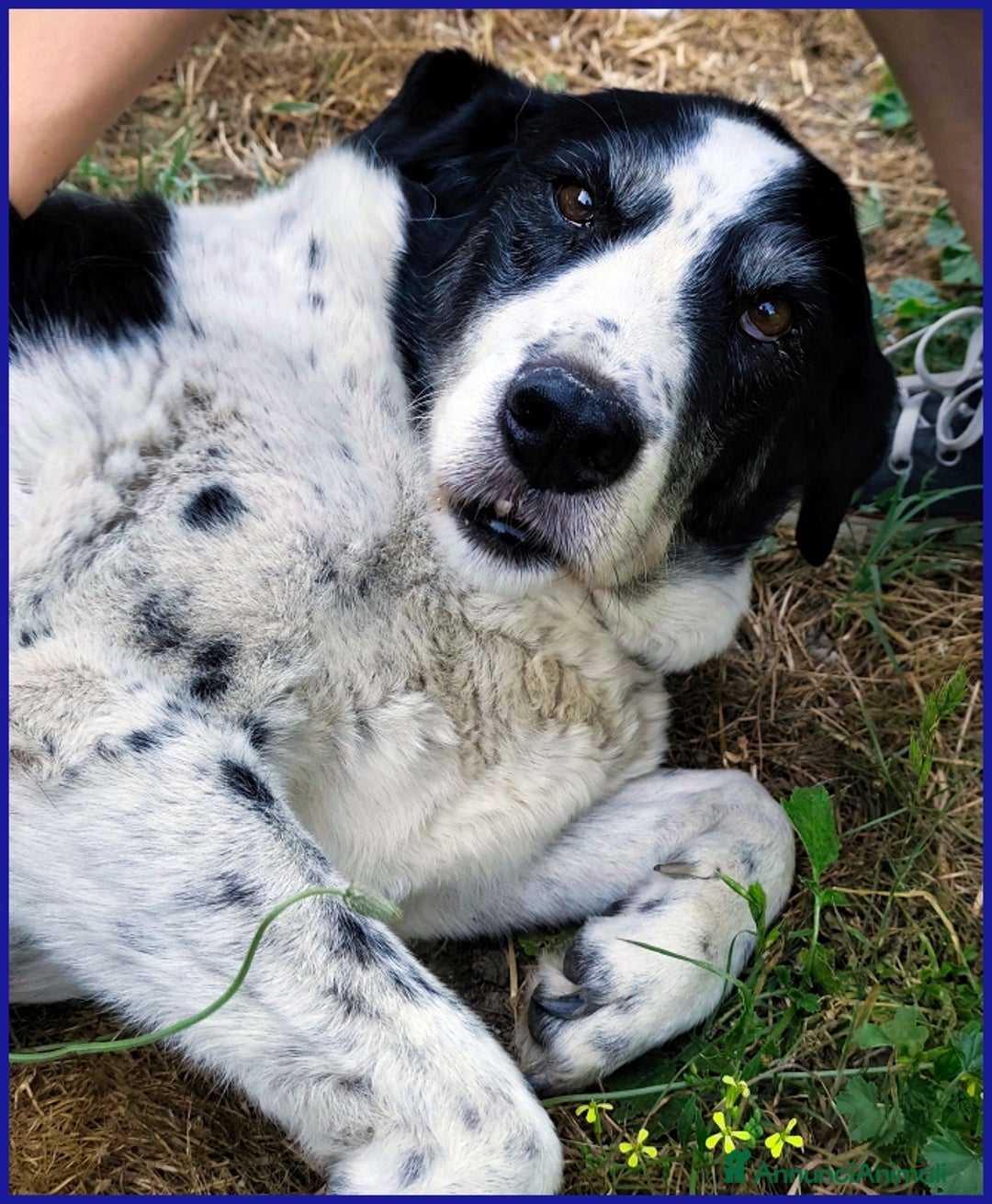 Meticcio cani in regalo: CHIANINA, 12 ANNI IN GABBIA, ORA SOGNA  UNA FAMIGL a Città metropolitana di Milano - Annuncio 8