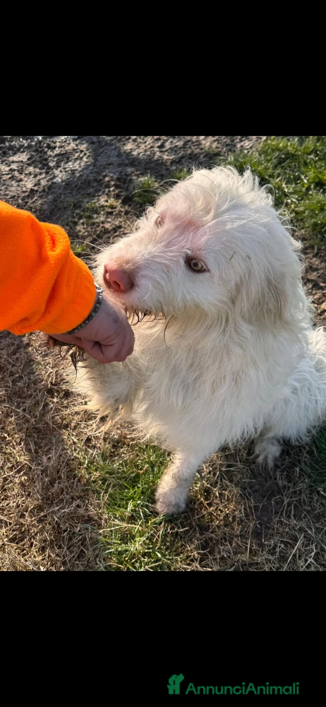 Meticcio cani in regalo: CAMILLO, TRADITO DA CHI AMAVA a Provincia di Ferrara - Annuncio 8