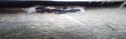 Meticcio cani in regalo: Regalo - Annuncio 6