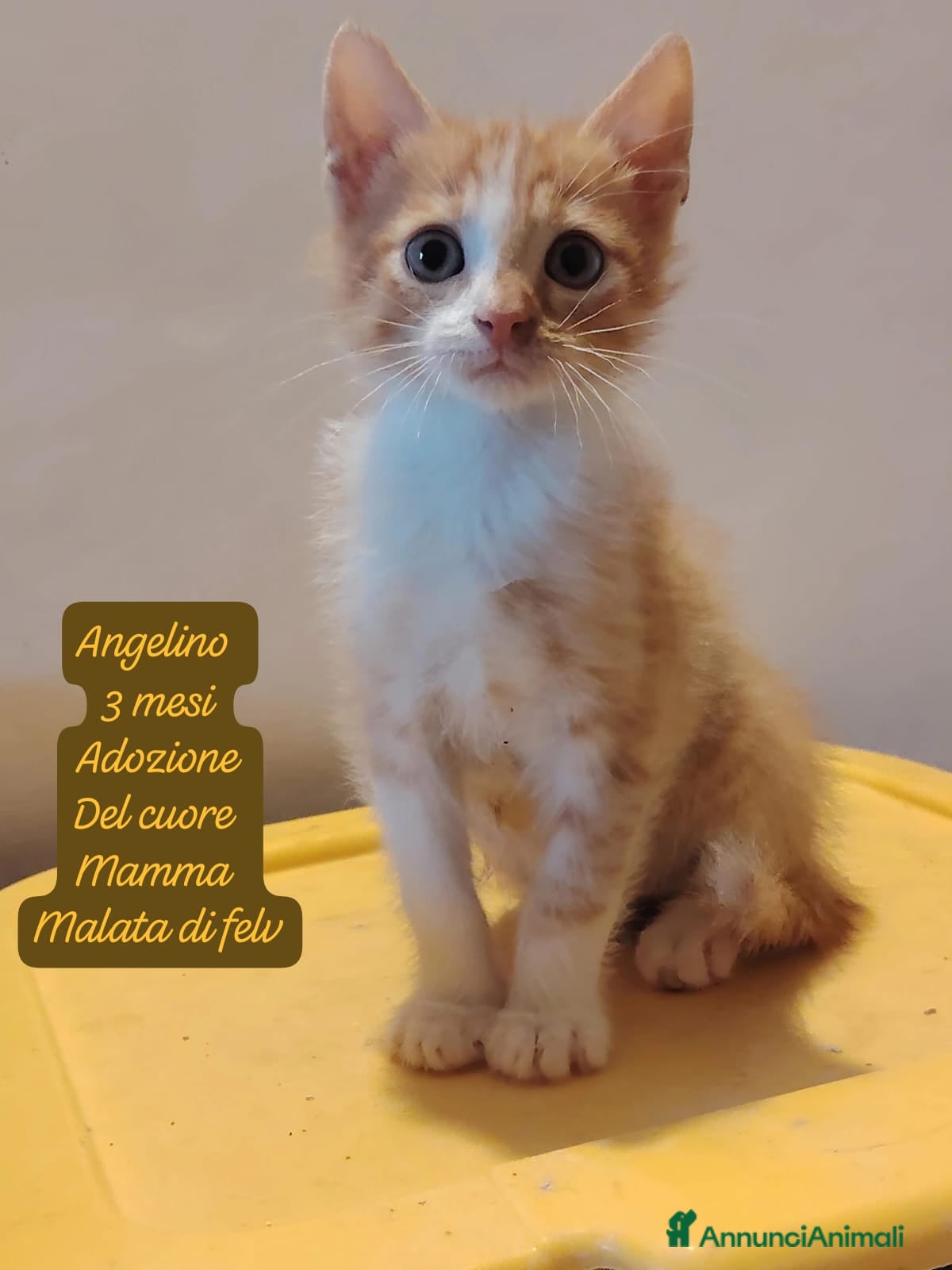 Altre razze cani Famiglie cercasi urgentemente x questi gattini  - Annuncio 3