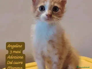Altre razze cani Famiglie cercasi urgentemente x questi gattini - Annuncio 5