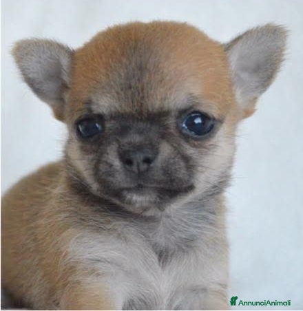 Chihuahua cani Mini chihuahua pedigree enci - Annuncio 1