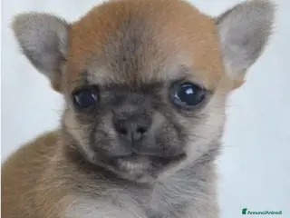 Chihuahua cani Mini chihuahua pedigree enci - Annuncio 1