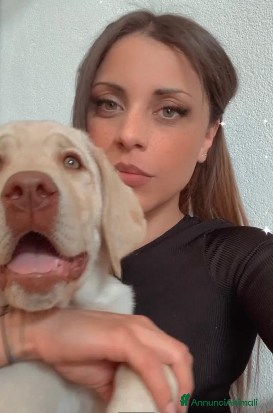 Labrador cani per accoppiamento: Seven cerca fidanzata.🐾🩵 - Annuncio 18