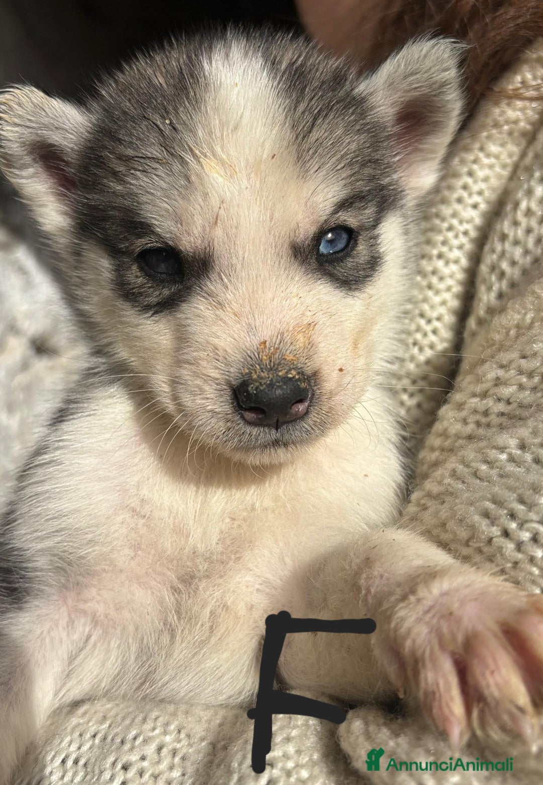 Husky cani in vendita: Cucciollata di husky siberian  - Annuncio 6