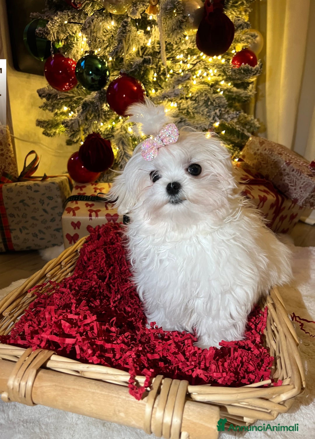 Maltese cani in vendita: Maltese coreano  - Annuncio 1