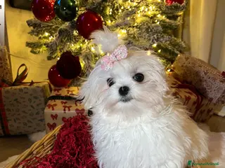 Maltese cani Maltese coreano - Annuncio 10