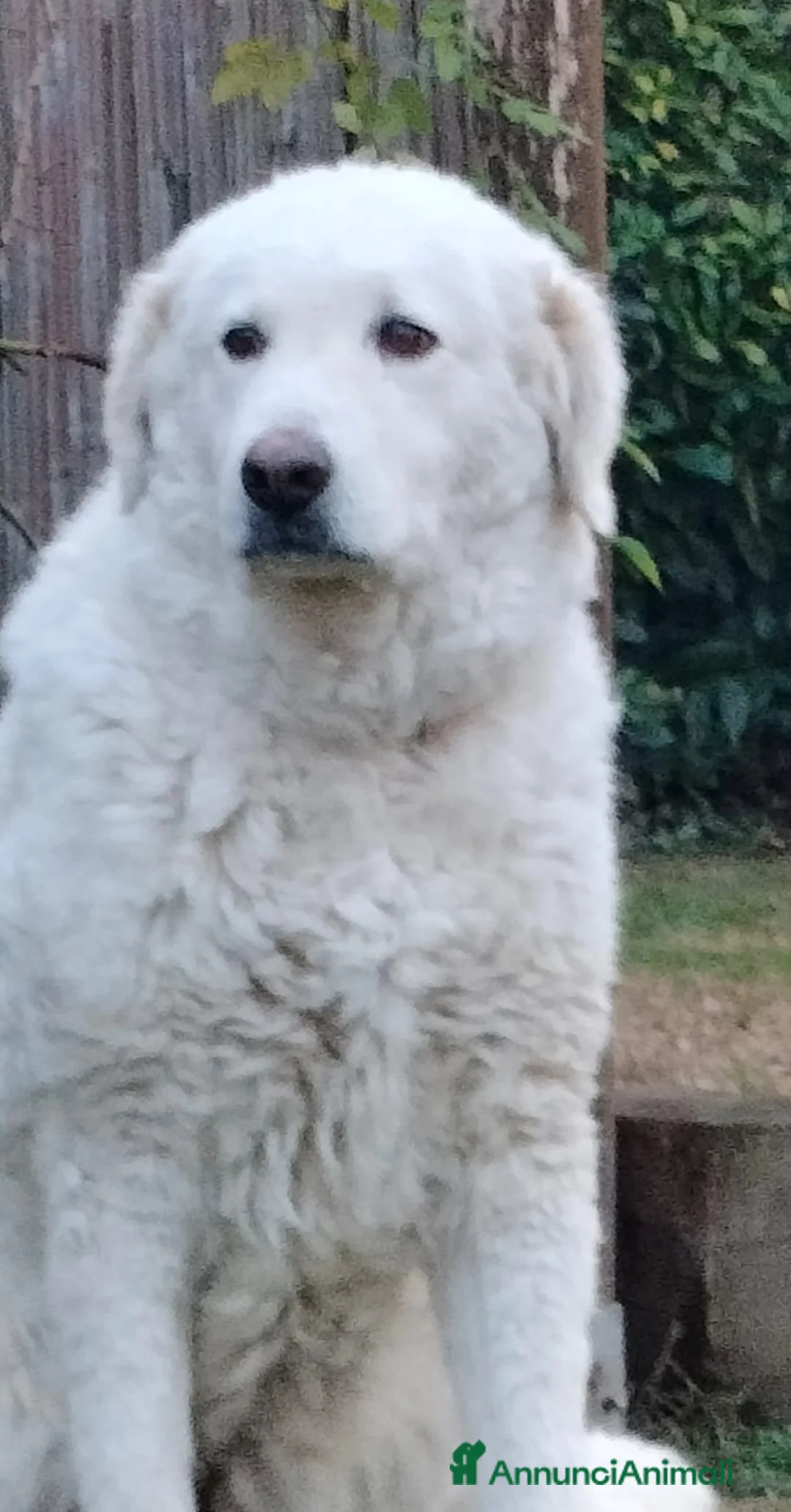 Meticcio cani in regalo: MILÙ  - Annuncio 6