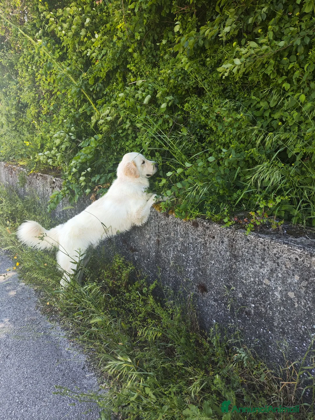 Meticcio cani in regalo: Meticcio taglia grande - Annuncio 1