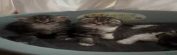 Scottish gatti in vendita: Cuccioli Scottish Fold  - Annuncio 3