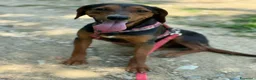 Meticcio cani in regalo: ERA, cucciolona tanto coccolona! Cerca famiglia - Annuncio 8