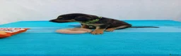 Meticcio cani in regalo: Cuccioli mix Pastore Tedesco, neanche 2 mesi  - Annuncio 13