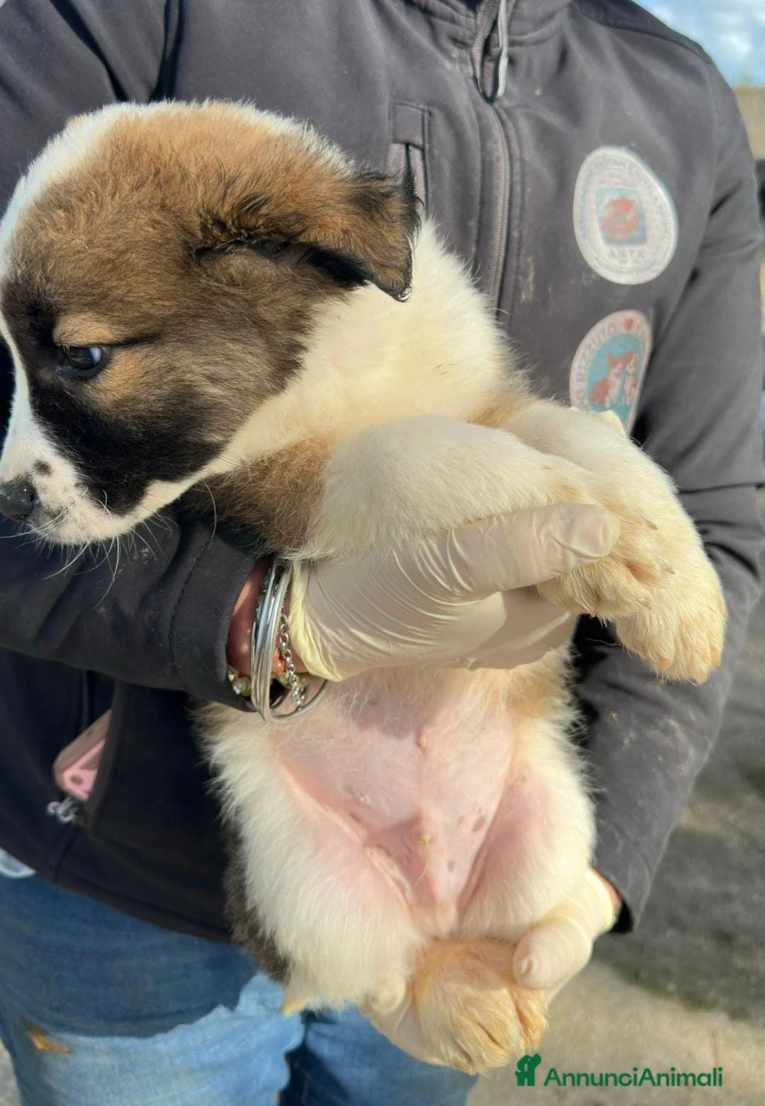 Meticcio cani in regalo: NOCE💙-cucciolo futura taglia media cerca casa 🏡  - Annuncio 5