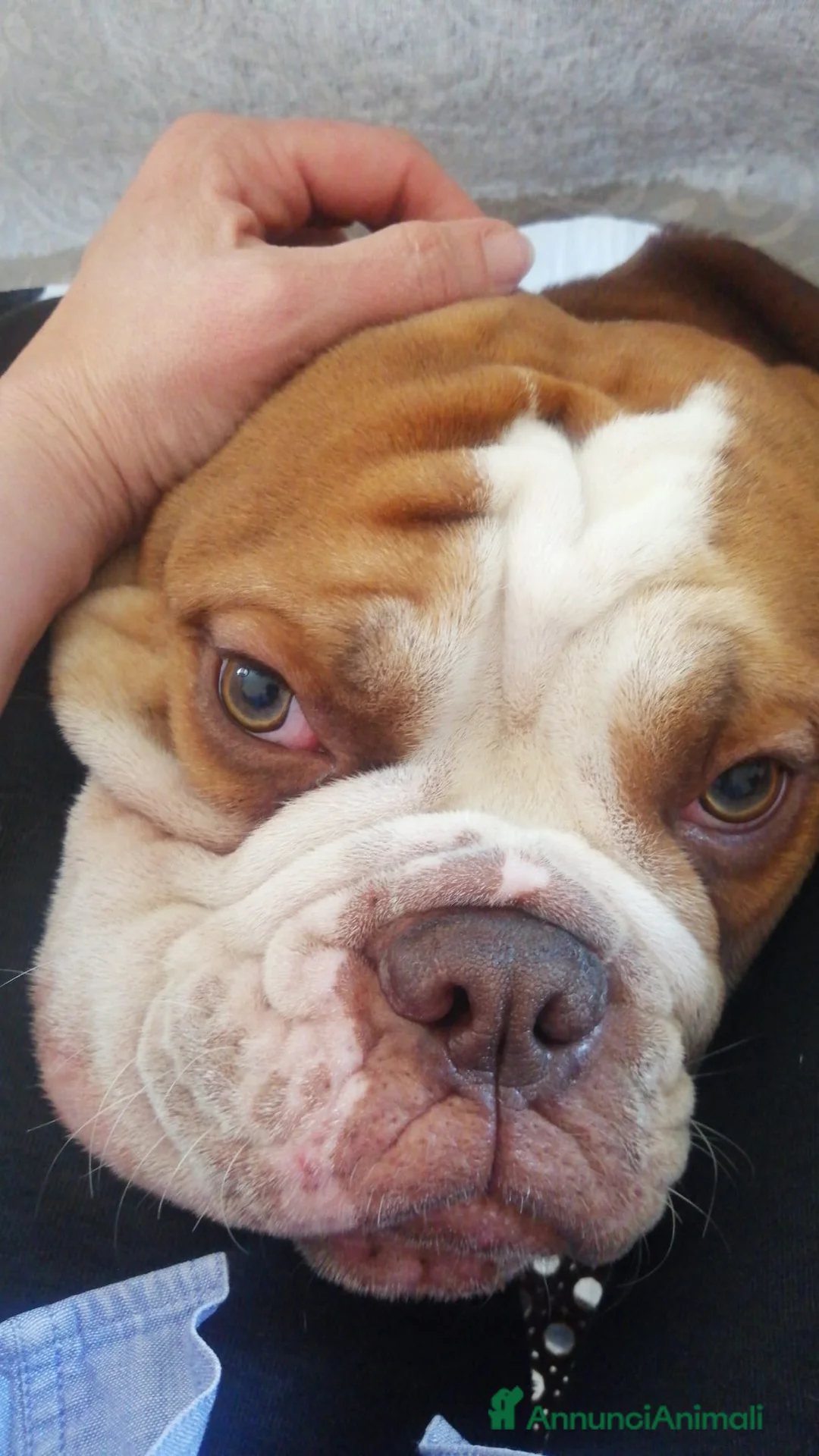 Bulldog cani in regalo: Rocco, bulldog americano in canile a Provincia di Rieti - Annuncio 7