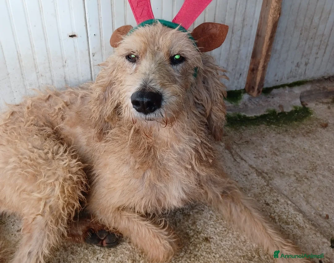 Meticcio cani in regalo: JERRY TENERISSIMO SPINONCINO - Annuncio 3