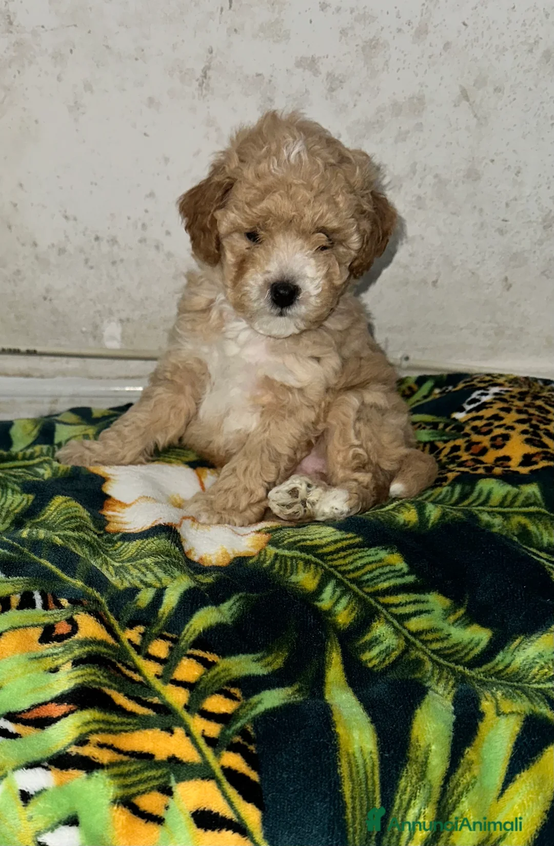 Barboncino Toy cani in vendita: Barboncino Toy maschietto  - Annuncio 8