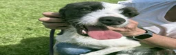 Meticcio cani in regalo: Adidas, simpatica come il suo nome - Annuncio 5