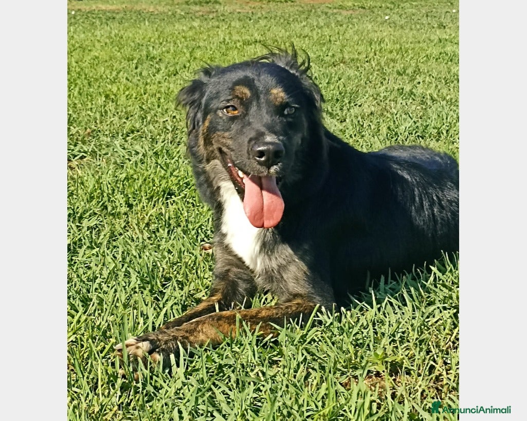 Meticcio cani Tramontana, un concentrato di bellezza ed energia  a Latina - Annuncio 41