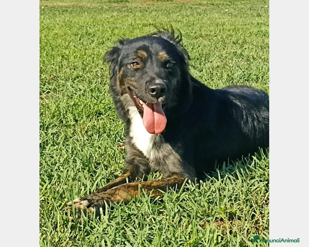 Meticcio cani in regalo: Tramontana, un concentrato di bellezza ed energia  a Latina - Annuncio 1