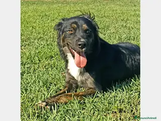 Meticcio cani Tramontana, un concentrato di bellezza ed energia a Latina - Annuncio 5