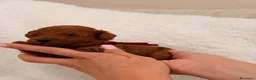 Barboncino Toy cani in vendita: Barboncini Toy di linea asiatica disponibili - Annuncio 2