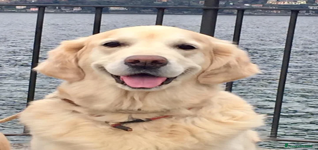 Immagine della galleria {{count}}