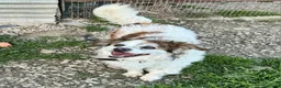 Meticcio cani in regalo: Birillo 4 anni Taglia piccola  - Annuncio 4