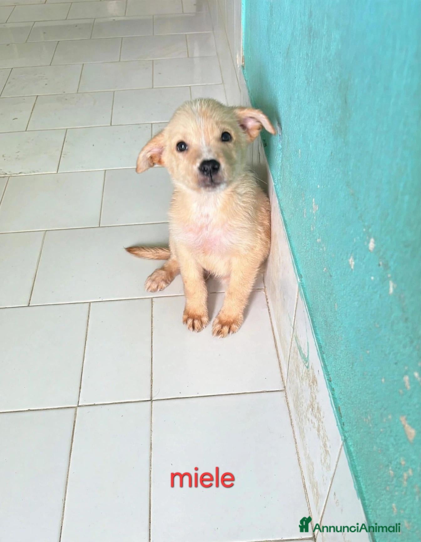 Meticcio cani in regalo: Cuccioli di taglia media piccola  - Annuncio 23