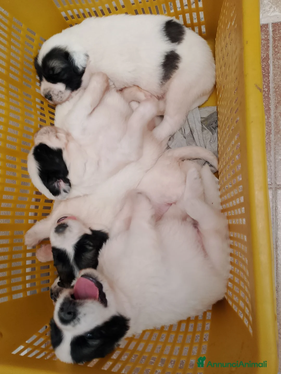 Altre razze cani in vendita: Romanian Mioritic shepherd dog  - Annuncio 2