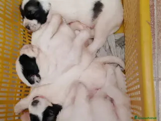 Altre razze cani Romanian Mioritic shepherd dog - Annuncio 2