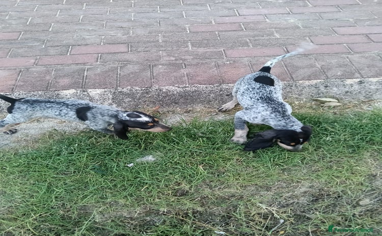 Gascon Saintongeois cani a Provincia di Perugia - Annuncio 11