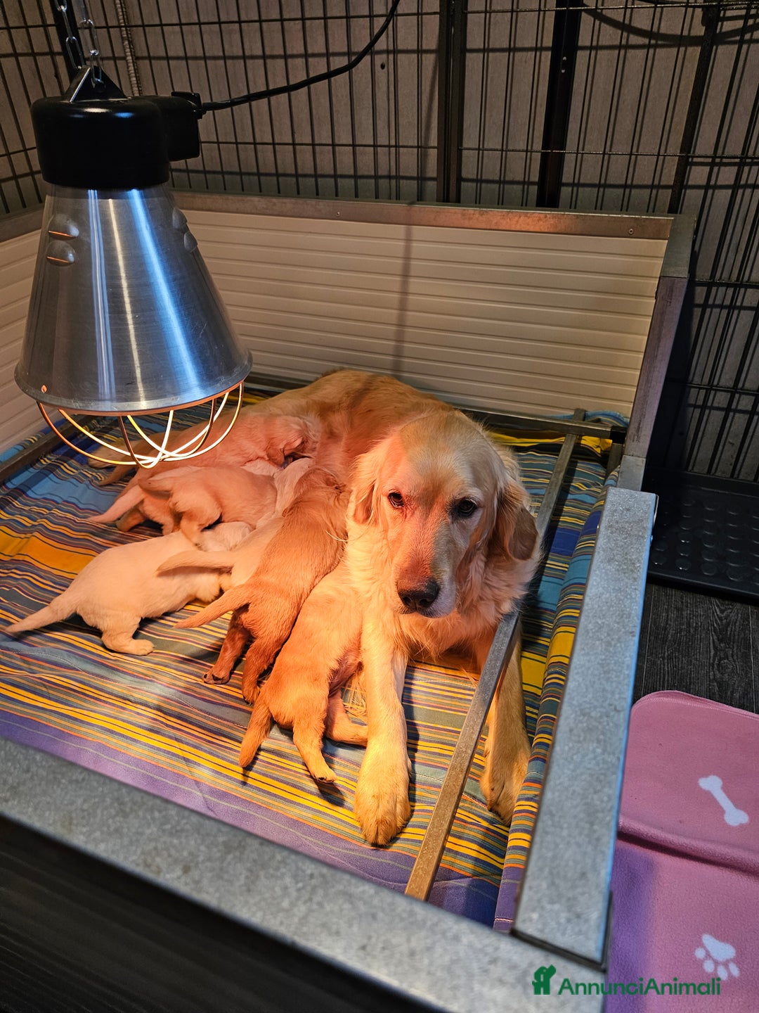 Golden Retriever cani in vendita: CUCCIOLI GOLDEN RETRIEVER  - Annuncio 3