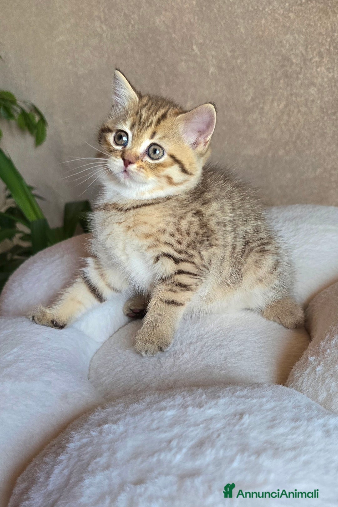 Scottish gatti in vendita: Cuccioli scottish fold e straight  a Provincia di Vicenza - Immagine 26