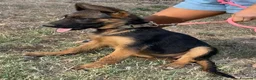 Pastore Tedesco cani in vendita: Cuccioli da esposizione  - Annuncio 4