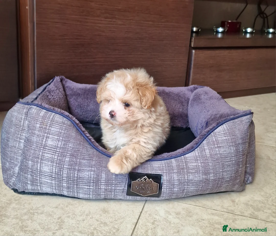 Meticcio cani in vendita: Maltipoo maschio  - Annuncio 5