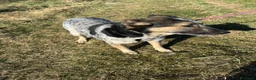 Meticcio cani in regalo: Divy, splendida meticcia tranquilla  - Annuncio 7