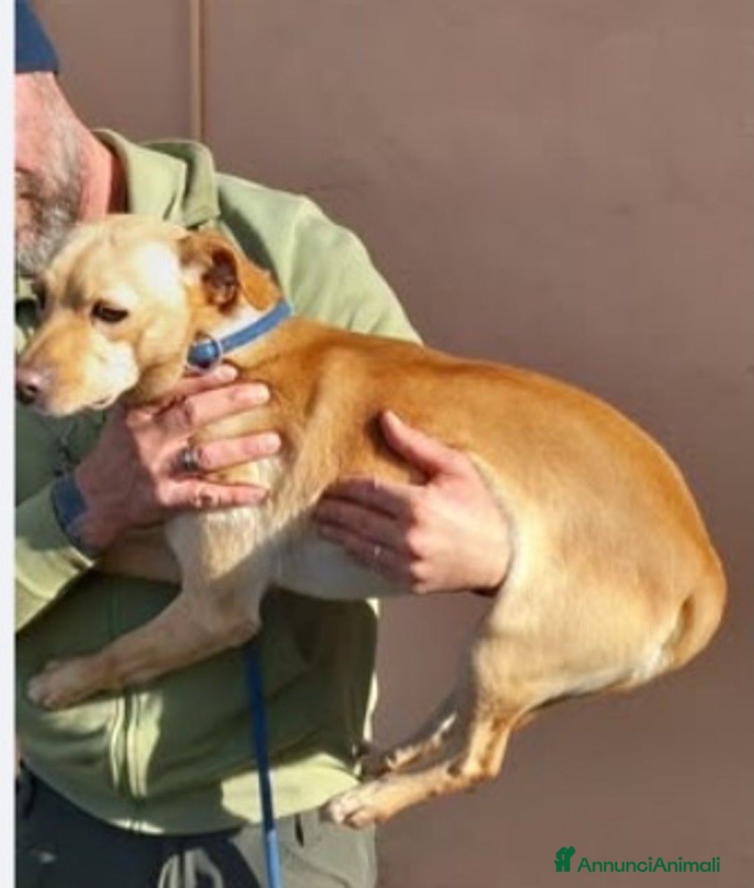 Meticcio cani in regalo: 4anni kg8/9PORTATO IN CANILE DAI PADRONI! NAPOLI a Città metropolitana di Milano - Annuncio 4