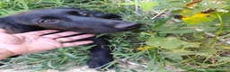 Meticcio cani in regalo: KEYLI cucciola taglia medio piccola - Annuncio 5