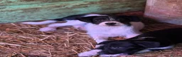 Meticcio cani in regalo: TALIA, cucciola spaventata cerca amore. TG PICCOLA - Annuncio 8