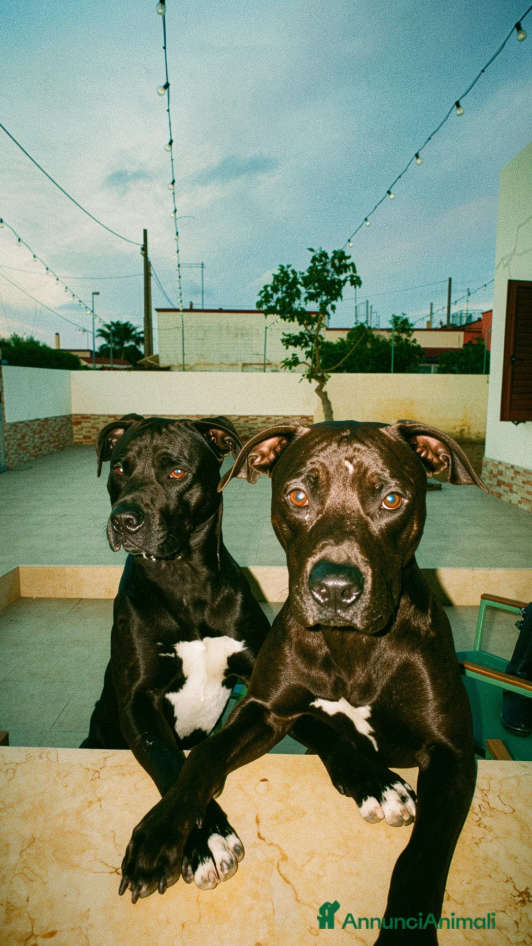 Pitbull cani in vendita: American pitbull terrier - Annuncio 4