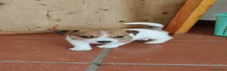 Jack Russell cani in vendita: Stupendi cuccioli di Jack Russell - Annuncio 6